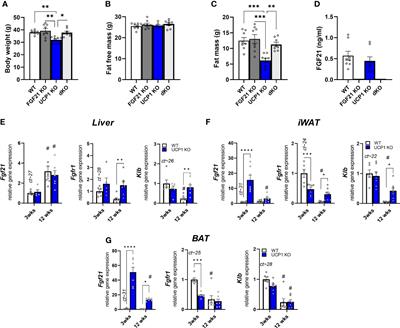 Obesity-resistance of UCP1-deficient mice associates with sustained FGF21 sensitivity in inguinal adipose tissue
